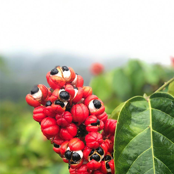 Guarana