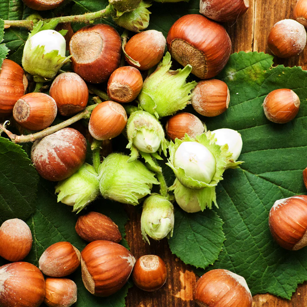 Hazelnut