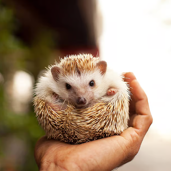 Hedgehog logo