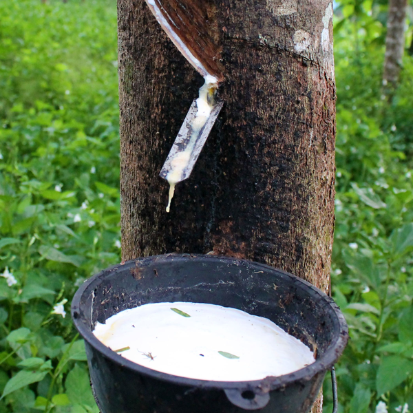Hevea brasiliensis