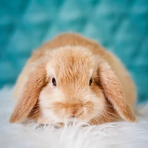 Holland Lop logo