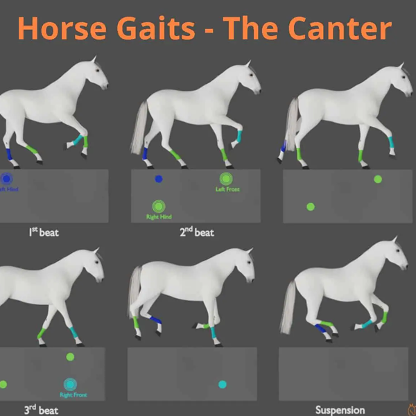 Horse gait logo