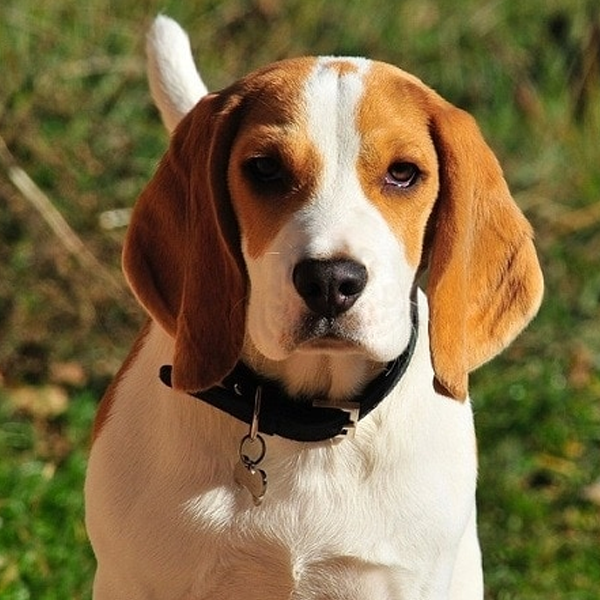 Hound logo