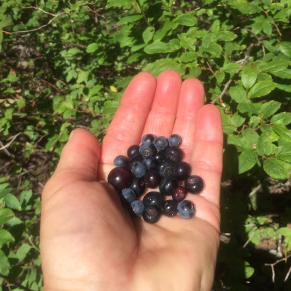 Huckleberry