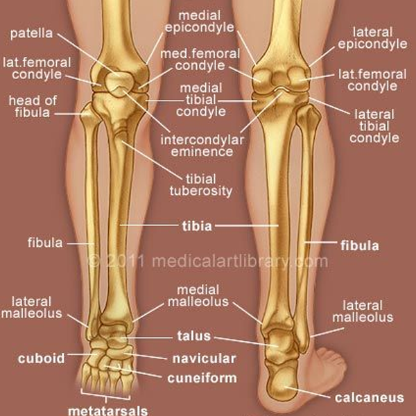 Human leg logo