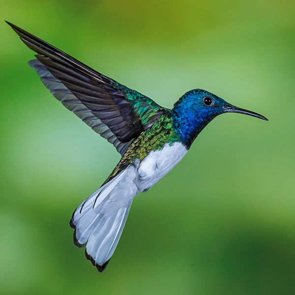 Hummingbird logo