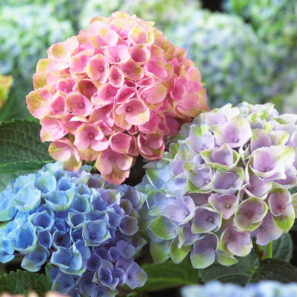 Hydrangea logo