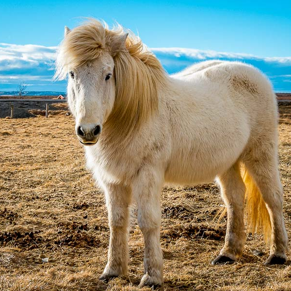 Icelandic horse logo