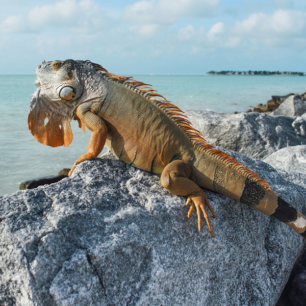 Iguana logo
