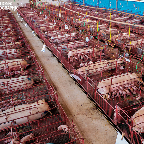Intensive animal farming logo