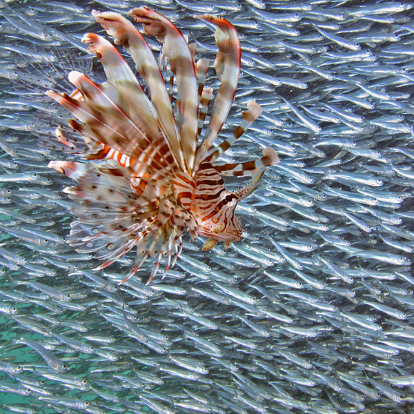 Invasive species