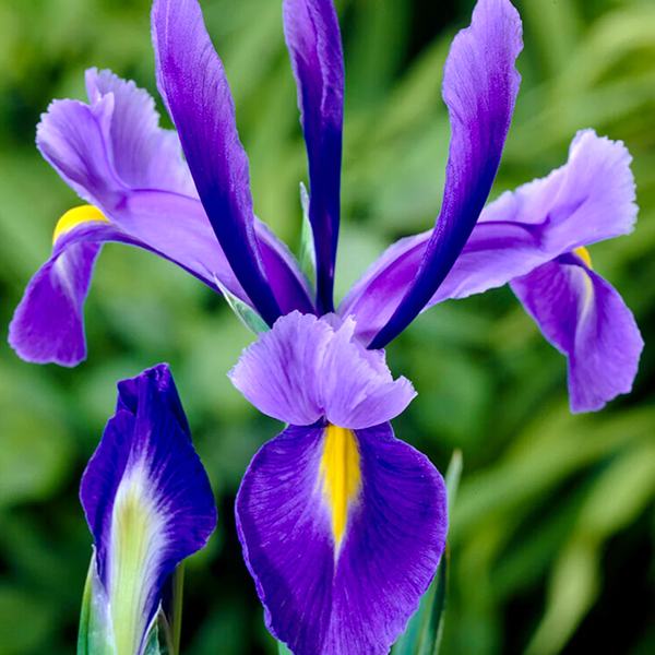 Iris (plant)