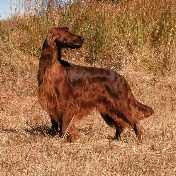 Irish Setter