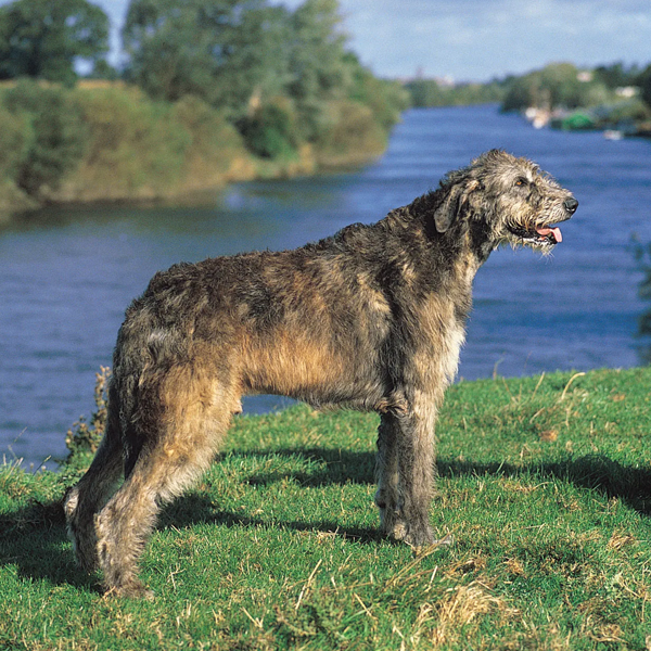 Irish Wolfhound