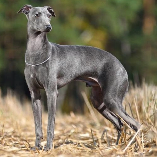Italian Greyhound