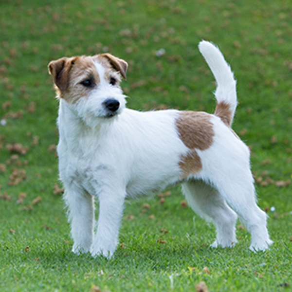 Jack Russell Terrier
