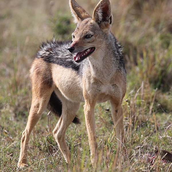Jackal