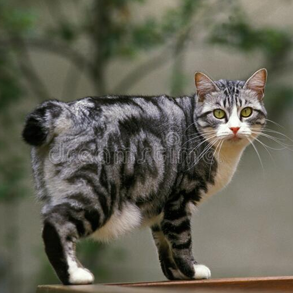 Japanese Bobtail logo