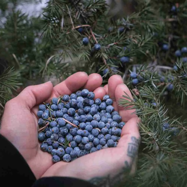 Juniper berry