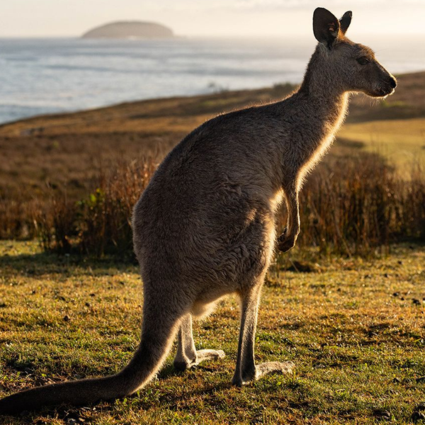 Kangaroo logo