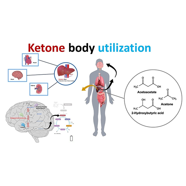 Ketone bodies logo