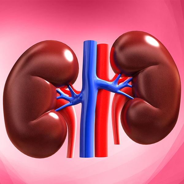 Kidney logo