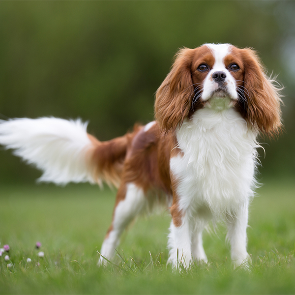 King Charles Spaniel