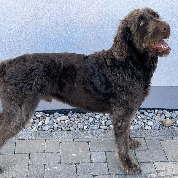 Labradoodle logo