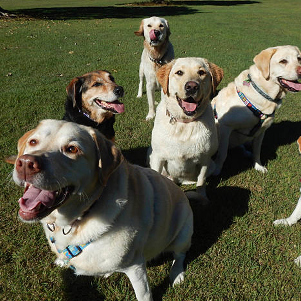 Large-group awareness training