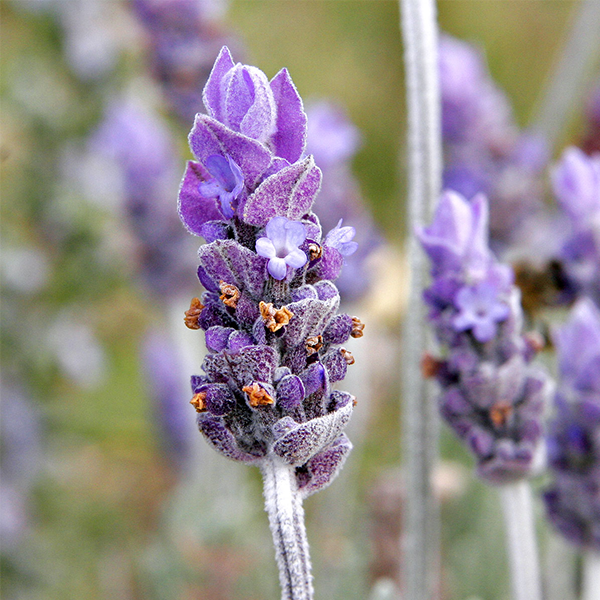 Lavandula