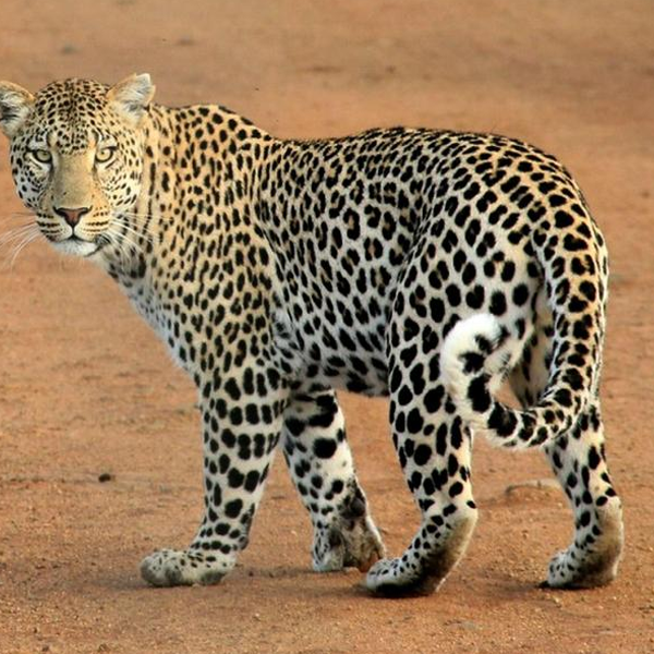Leopard logo