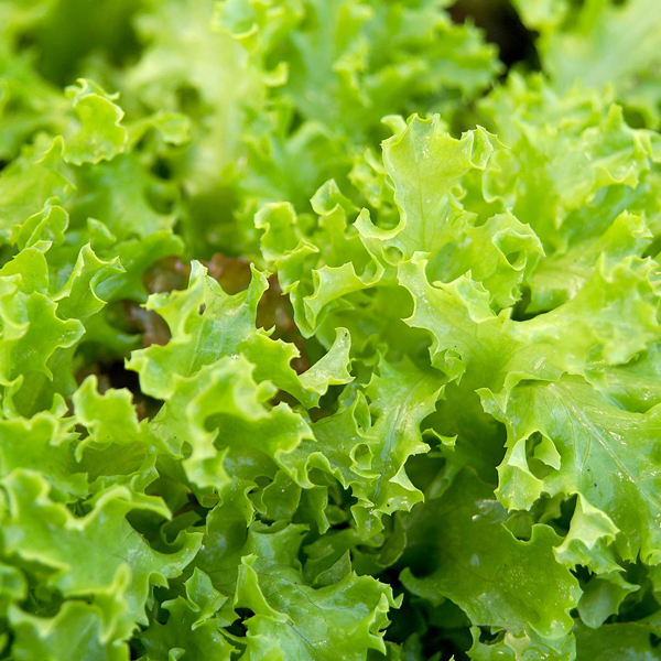 Lettuce