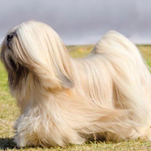 Lhasa Apso