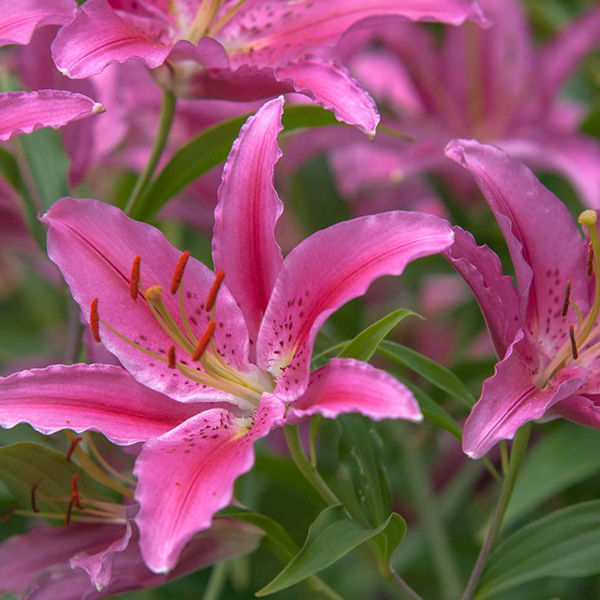 Lilies logo