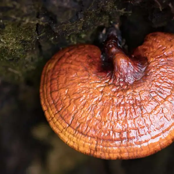 Lingzhi mushroom logo