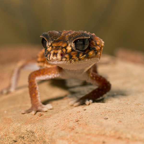 Lizard logo
