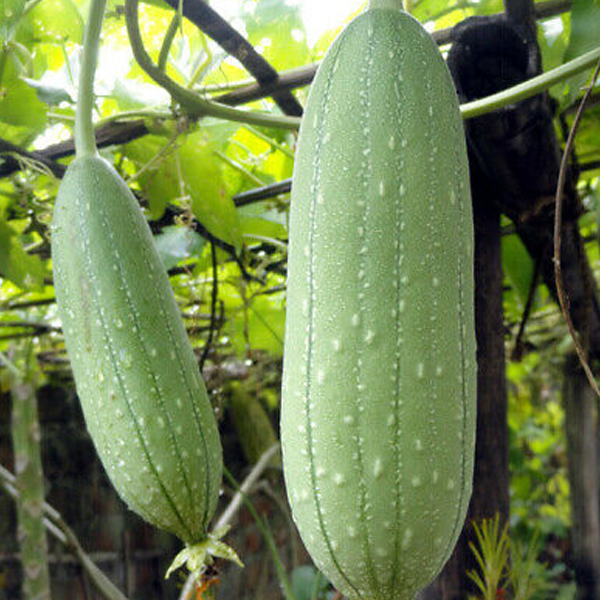 Luffa