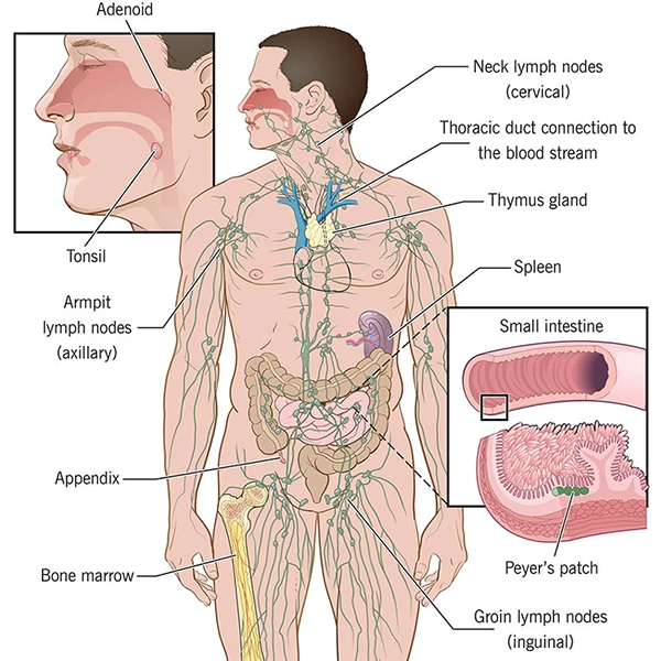 Lymphatic system logo