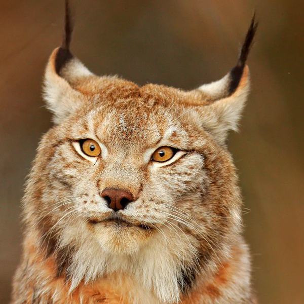 Lynx logo