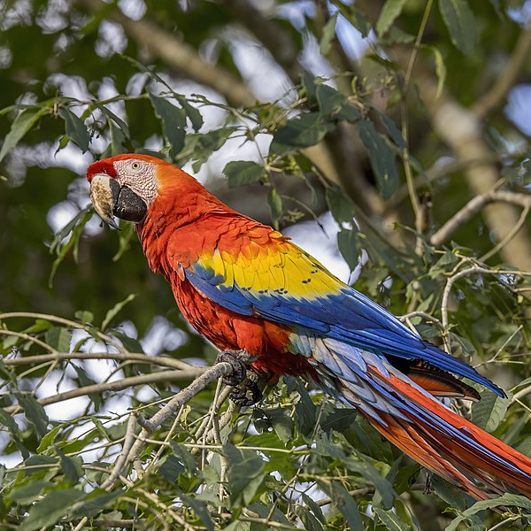 Macaw logo