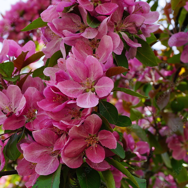 Malus