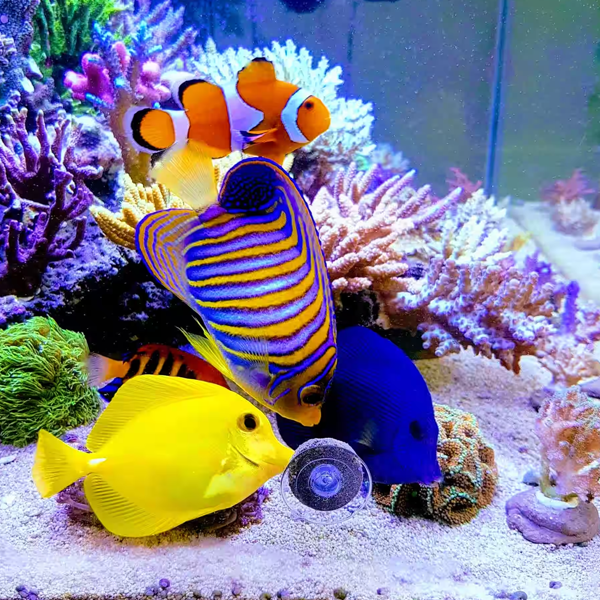 Marine aquarium logo