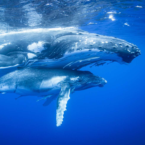 Marine mammal logo