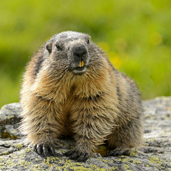 Marmot logo