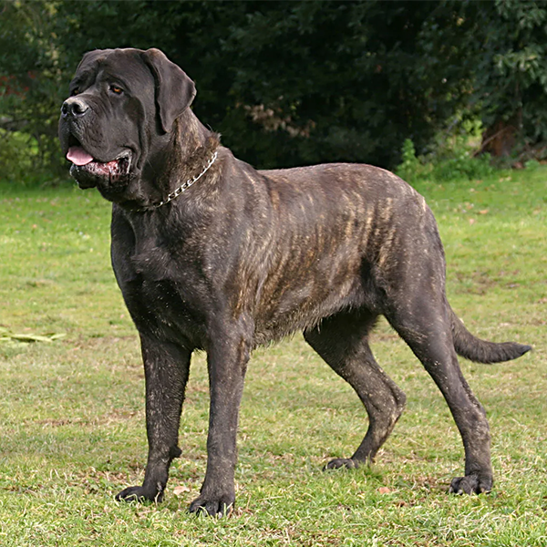 Mastiff logo