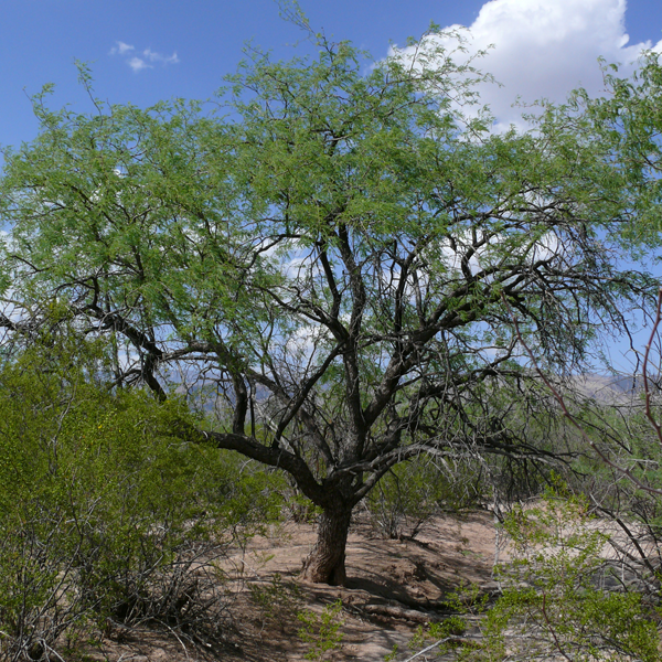 Mesquite