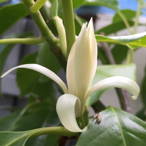 Michelia