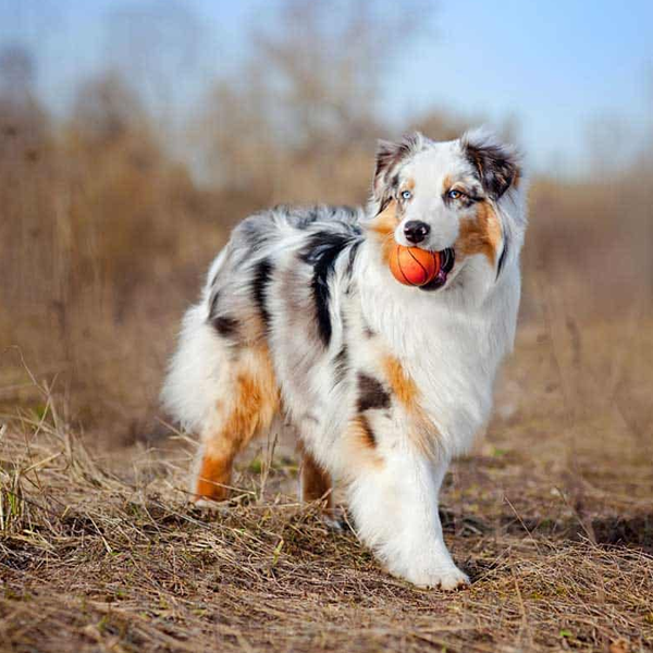 Miniature Australian Shepherd