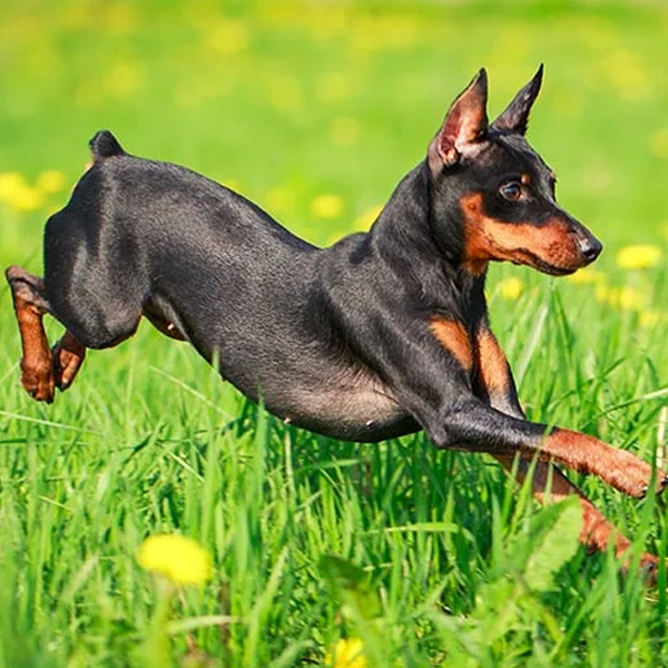 Miniature Pinscher
