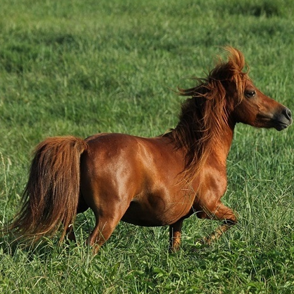 Miniature horse logo
